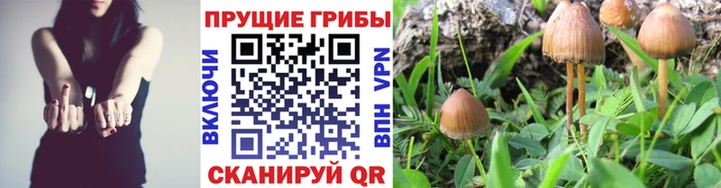 даркнет сайт  MEGA ТОР  Псилоцибиновые грибы Cubensis  Ярцево 